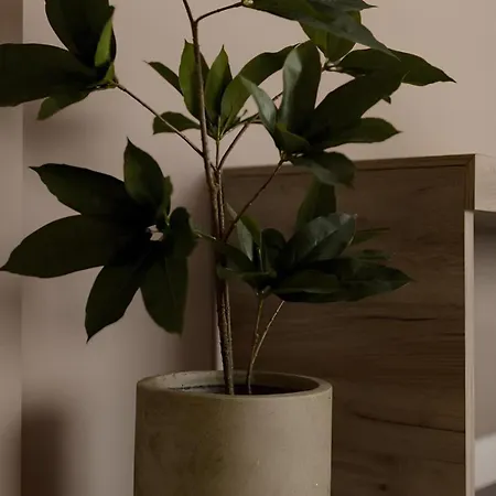 Gavas Cozy David Prodan Διαμέρισμα Κλουζ-Ναπόκα